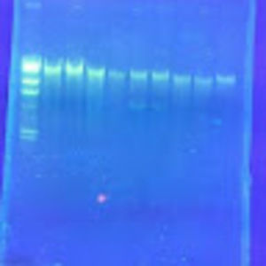 Meet your Posher, Darwin